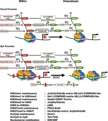 Epigenetic Control of Osteogenic Lineage Commitment